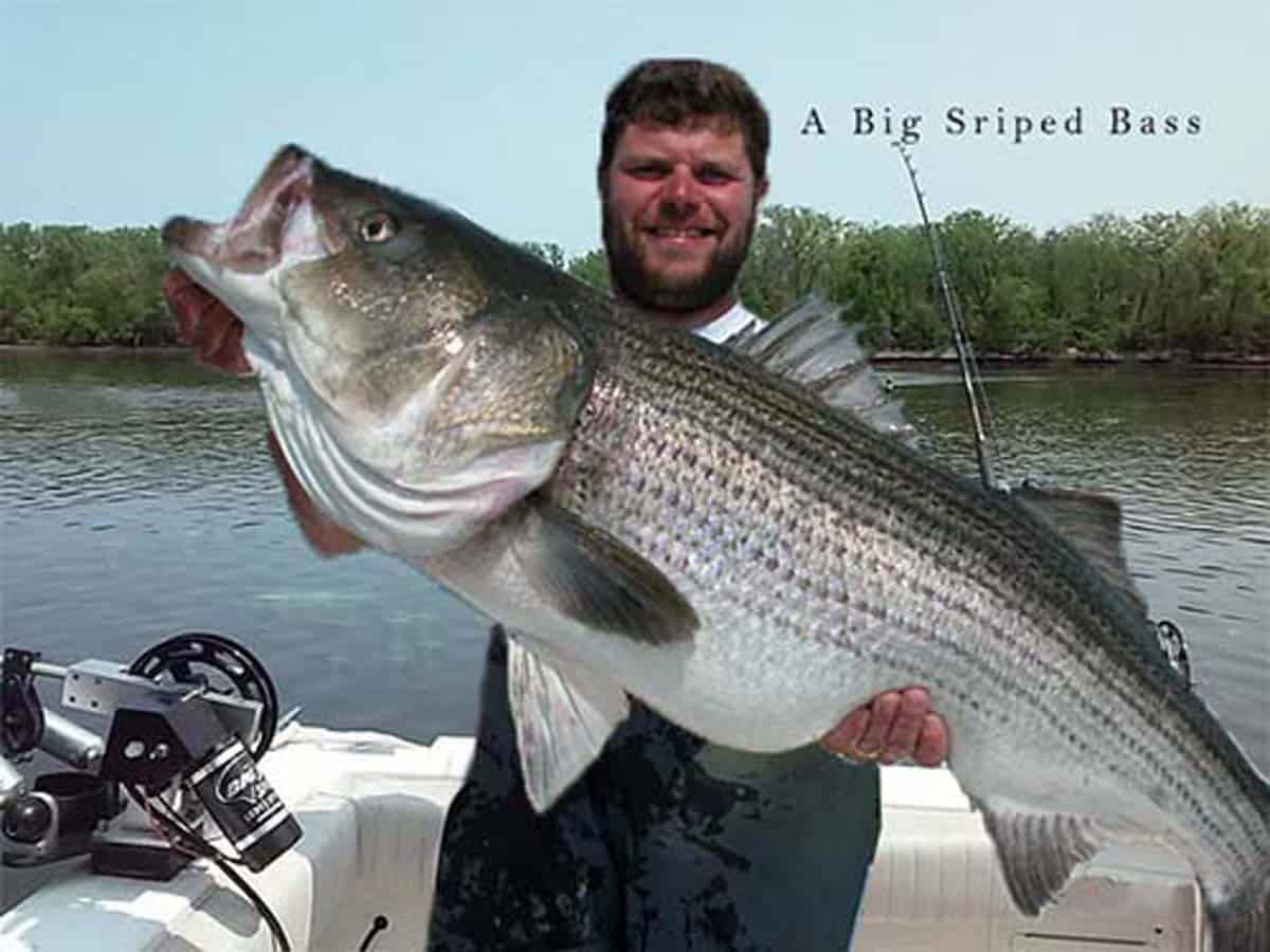 How To Catch Big Fishes In Rivers Or Lakes From Shore Marine Waterline