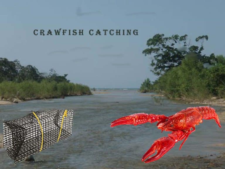 How To Catch Crawfish In Different Types Of Places Marine Waterline